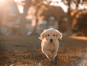 Happy puppy playing outdoors