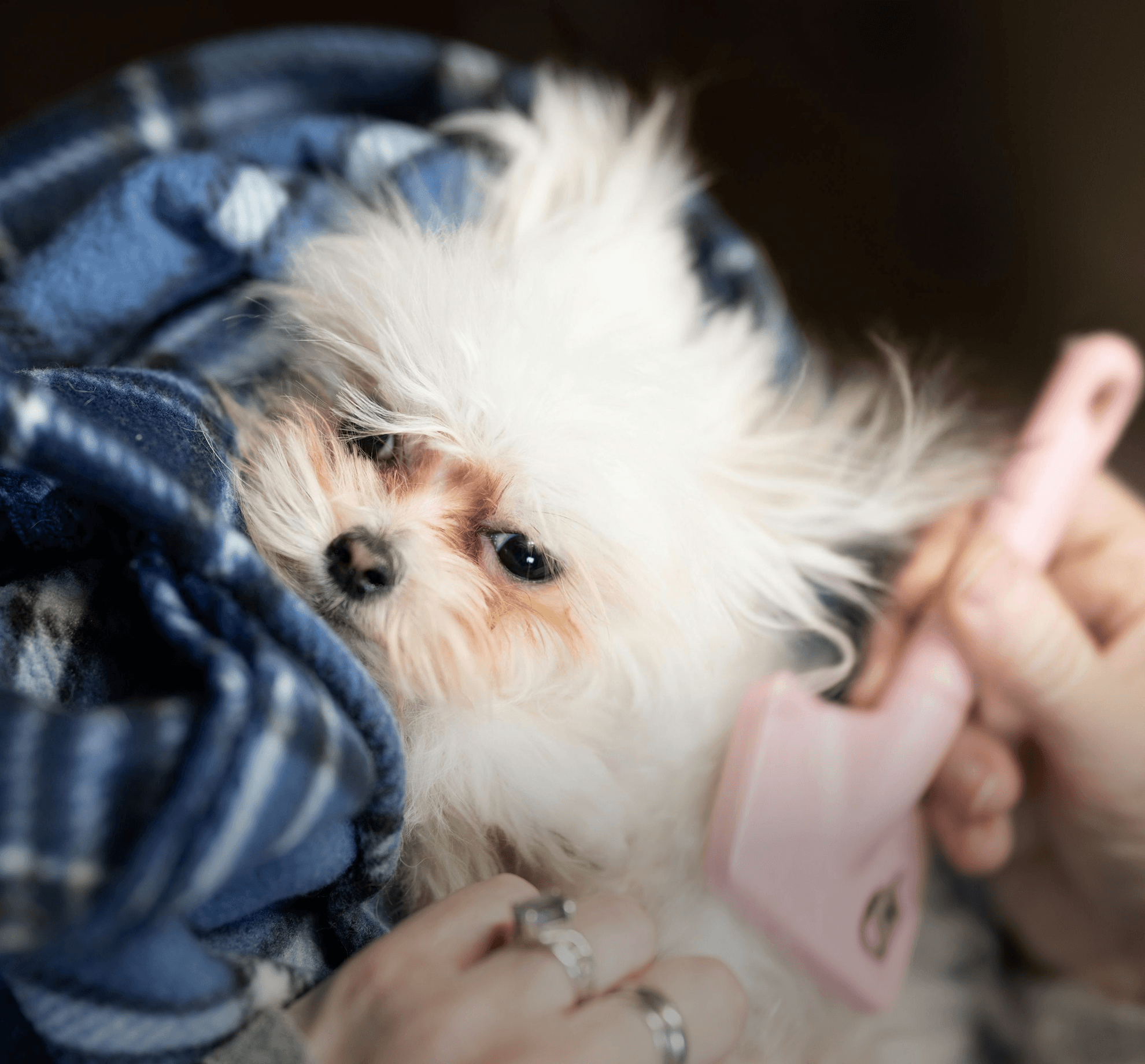 Dog being groomed