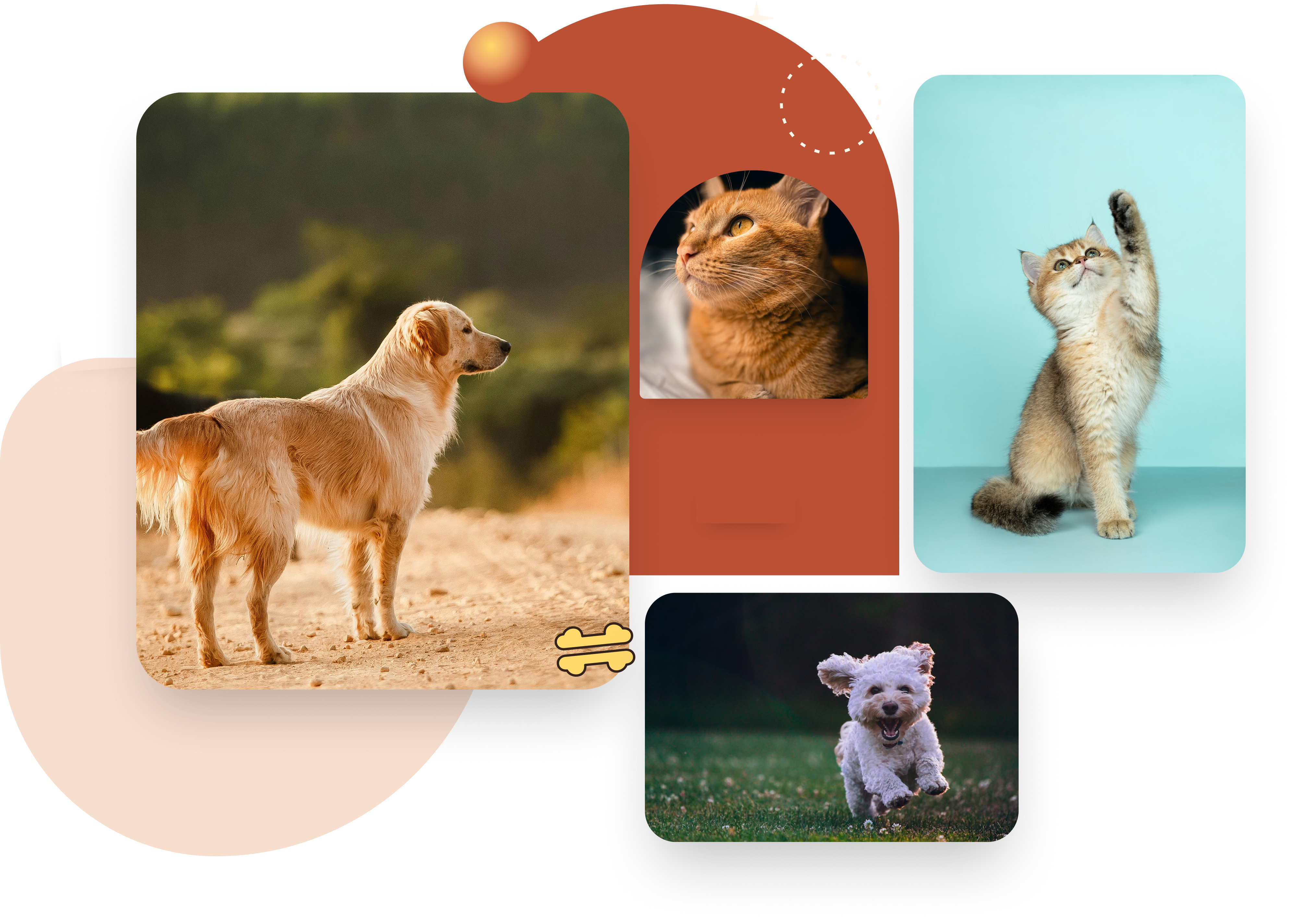 Golden retriever, cats, and puppy from My Pet Mart