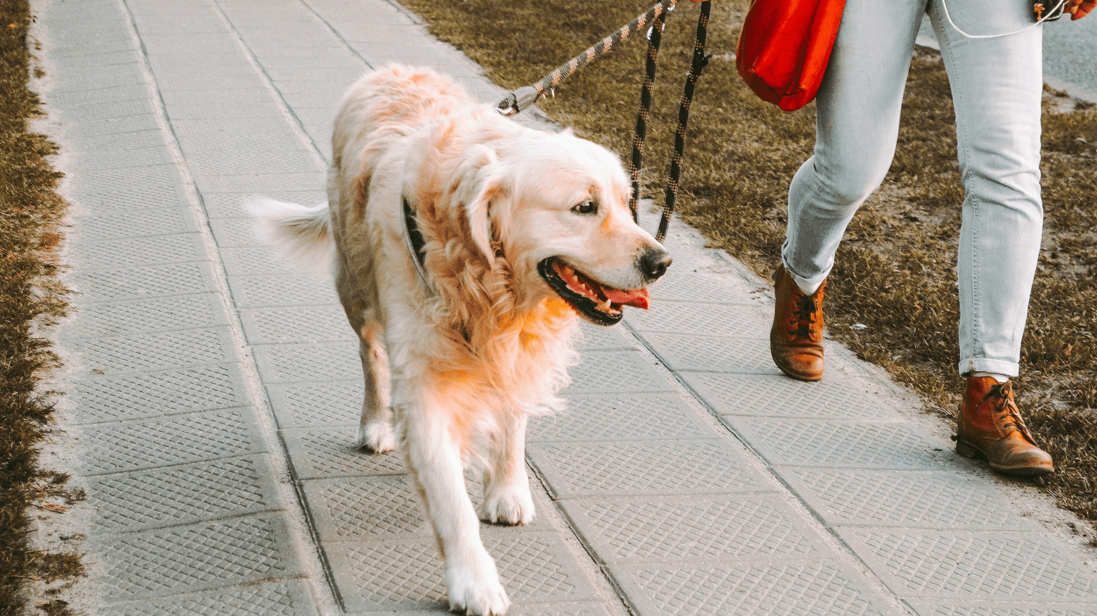 Dogs walking outdoors