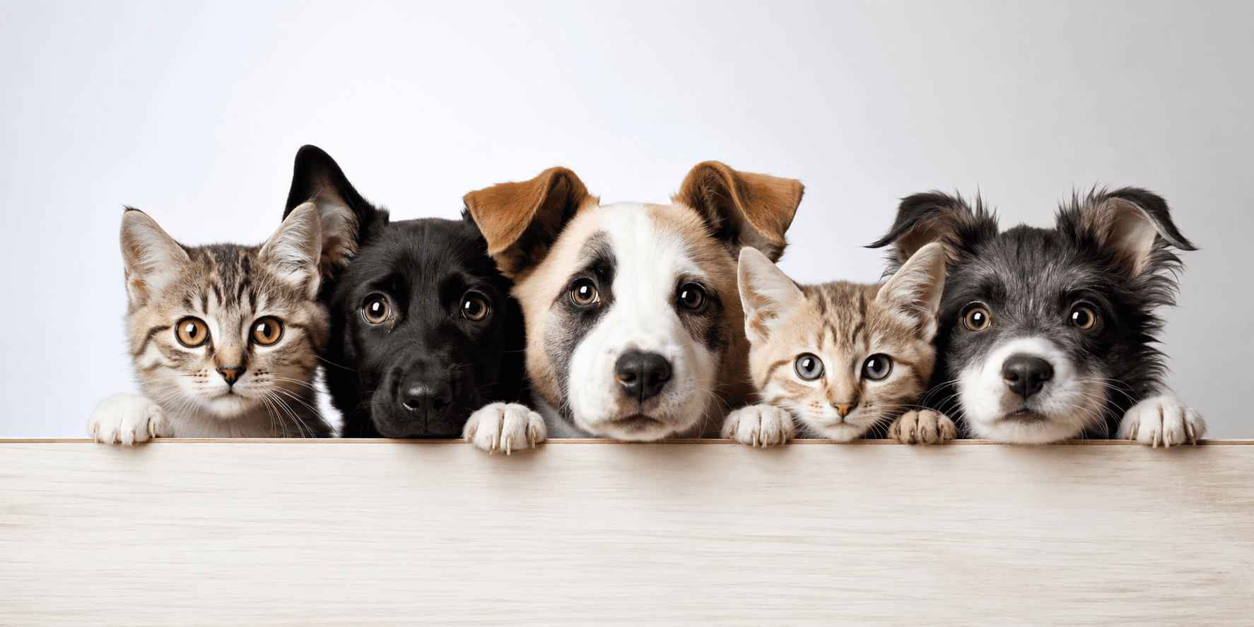 Cats and dogs peeking over a table