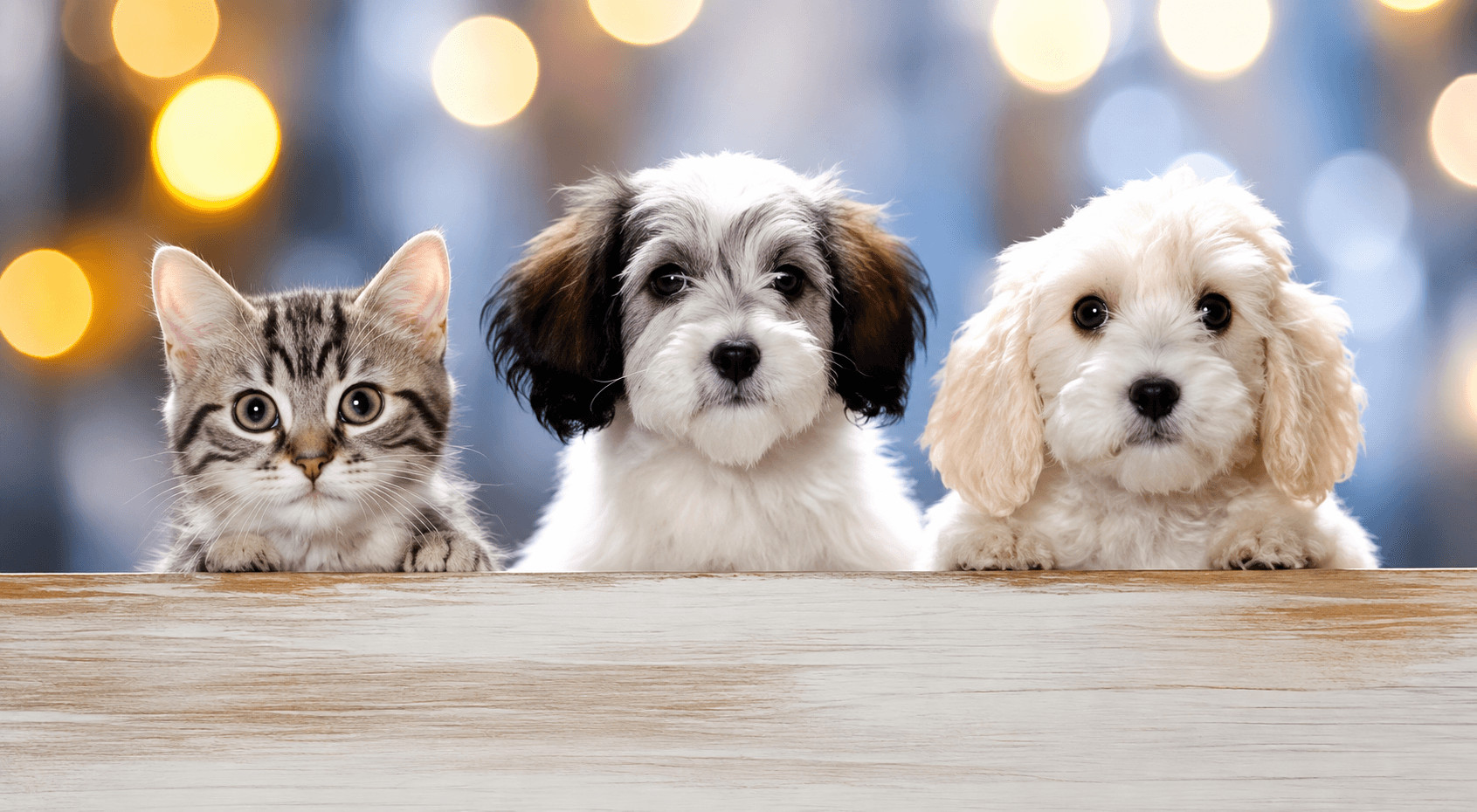 Puppies and kitten peeking over a table